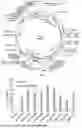 Fig. 07 - PROMOTION SYSTEM FOR CELLULAR PROTEIN SYNTHESIS AND USE THEREOF