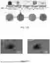 Fig. 85 - INTER ORGAN PLATFORM FOR MICROPHYSIOLOGICAL SYSTEM ON A CHIP