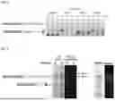 Fig. 04 - METHOD OF PURIFYING AND ANALYZING NUCLEIC ACID