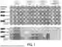 Fig. 02 - METHOD FOR EVALUATING SEVERITY RISK OF CORONAVIRUS INFECTIOUS DISEASE, AND KIT FOR EVALUATING SEVERITY RISK OF CORONAVIRUS INFECTION DISEASE