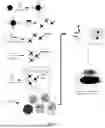 Fig. 02 - DIGITAL IMMUNOASSAY DETECTION AND ANALYSIS METHOD FOR PRECISE QUANTIFICATION OF PROTEINS