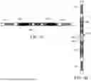 Fig. 03 - ACOUSTIC SYSTEM FOR DOWNHOLE APPLICATIONS