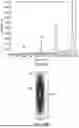 Fig. 11 - ACOUSTIC SYSTEM FOR DOWNHOLE APPLICATIONS