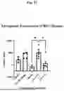 Fig. 33 - COMPOSITIONS AND METHODS FOR EXPRESSING THERAPEUTICS