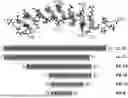 Fig. 01 - ANTIMICROBIAL PEPTIDES