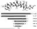 Fig. 02 - ANTIMICROBIAL PEPTIDES