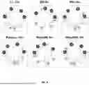Fig. 19 - ANTIMICROBIAL PEPTIDES