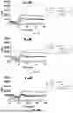 Fig. 29 - ANTIMICROBIAL PEPTIDES