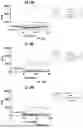 Fig. 30 - ANTIMICROBIAL PEPTIDES