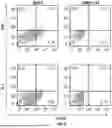Fig. 08 - T CELL RECEPTORS WITH MAGE-B2 SPECIFICITY AND USES THEREOF