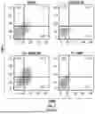Fig. 10 - T CELL RECEPTORS WITH MAGE-B2 SPECIFICITY AND USES THEREOF
