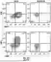 Fig. 23 - T CELL RECEPTORS WITH MAGE-B2 SPECIFICITY AND USES THEREOF