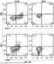 Fig. 24 - T CELL RECEPTORS WITH MAGE-B2 SPECIFICITY AND USES THEREOF