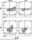 Fig. 25 - T CELL RECEPTORS WITH MAGE-B2 SPECIFICITY AND USES THEREOF