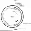 Fig. 02 - BIOMINERALIZATION VECTOR AND TRANSFORMANT FOR TRANSFORMATION OF CHLORELLA VULGARIS