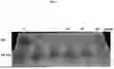 Fig. 08 - BIOMINERALIZATION VECTOR AND TRANSFORMANT FOR TRANSFORMATION OF CHLORELLA VULGARIS