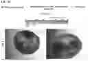 Fig. 112 - METHODS OF GENERATING A SYNTHETIC EMBRYO