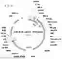 Fig. 43 - METHODS OF GENERATING A SYNTHETIC EMBRYO