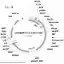 Fig. 44 - METHODS OF GENERATING A SYNTHETIC EMBRYO