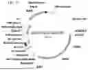 Fig. 46 - METHODS OF GENERATING A SYNTHETIC EMBRYO