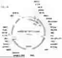 Fig. 47 - METHODS OF GENERATING A SYNTHETIC EMBRYO