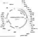 Fig. 48 - METHODS OF GENERATING A SYNTHETIC EMBRYO