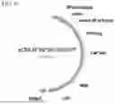 Fig. 50 - METHODS OF GENERATING A SYNTHETIC EMBRYO