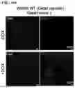 Fig. 83 - METHODS OF GENERATING A SYNTHETIC EMBRYO