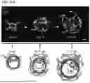 Fig. 97 - METHODS OF GENERATING A SYNTHETIC EMBRYO