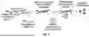 Fig. 02 - DEAMINASE-BASED RNA SENSORS