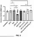 Fig. 06 - DEGRADATION OF RNA BY THE LYSOSOMAL PATHWAY