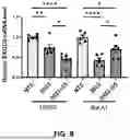 Fig. 09 - DEGRADATION OF RNA BY THE LYSOSOMAL PATHWAY