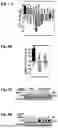 Fig. 06 - MEANS AND METHODS FOR REDUCING TUMORIGENICITY OF CANCER STEM CELLS