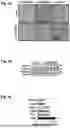 Fig. 09 - MEANS AND METHODS FOR REDUCING TUMORIGENICITY OF CANCER STEM CELLS