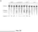 Fig. 09 - DELIVERY AND USE OF THE CRISPR-CAS SYSTEMS, VECTORS AND COMPOSITIONS FOR HEPATIC TARGETING AND THERAPY