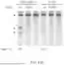 Fig. 45 - DELIVERY AND USE OF THE CRISPR-CAS SYSTEMS, VECTORS AND COMPOSITIONS FOR HEPATIC TARGETING AND THERAPY