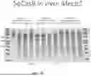 Fig. 85 - DELIVERY AND USE OF THE CRISPR-CAS SYSTEMS, VECTORS AND COMPOSITIONS FOR HEPATIC TARGETING AND THERAPY