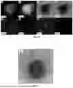 Fig. 04 - Iron-Based Alloy Strengthened by Intermetallic Compound Phase-Coated Nano-Oxide Phase and Preparation Method Thereof