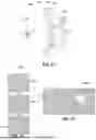 Fig. 06 - OPTICAL ARTIFACT MITIGATION AND CONTENT DISPLAY ENHANCEMENT