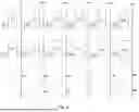 Fig. 04 - PIXEL STRUCTURE, DISPLAY PANEL, AND DISPLAY DEVICE