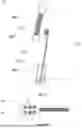 Fig. 02 - DNA COLLECTION DEVICE