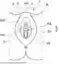 Fig. 01 - PATCH FOR FEMALE GENITAL AREA