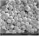 Fig. 01 - MICROCAPSULES COMPRISING SUNSCREEN AGENTS