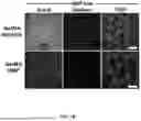 Fig. 04 - BIOACTIVE GRANULAR HYDROGEL SCAFFOLDS AND USE THEREOF