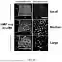 Fig. 06 - BIOACTIVE GRANULAR HYDROGEL SCAFFOLDS AND USE THEREOF