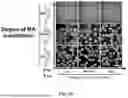 Fig. 18 - BIOACTIVE GRANULAR HYDROGEL SCAFFOLDS AND USE THEREOF