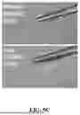 Fig. 19 - BIOACTIVE GRANULAR HYDROGEL SCAFFOLDS AND USE THEREOF