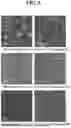 Fig. 06 - METHOD FOR SYNTHESIZING HYBRID NANOPARTICLES COMPRISING APOLIPOPROTEINS
