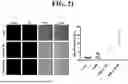 Fig. 22 - METHOD FOR SYNTHESIZING HYBRID NANOPARTICLES COMPRISING APOLIPOPROTEINS