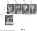 Fig. 07 - NON FOULING COMPOSITIONS AND METHODS FOR MANIPULATING AND PROCESSING ENCAPSULATED DROPLETS